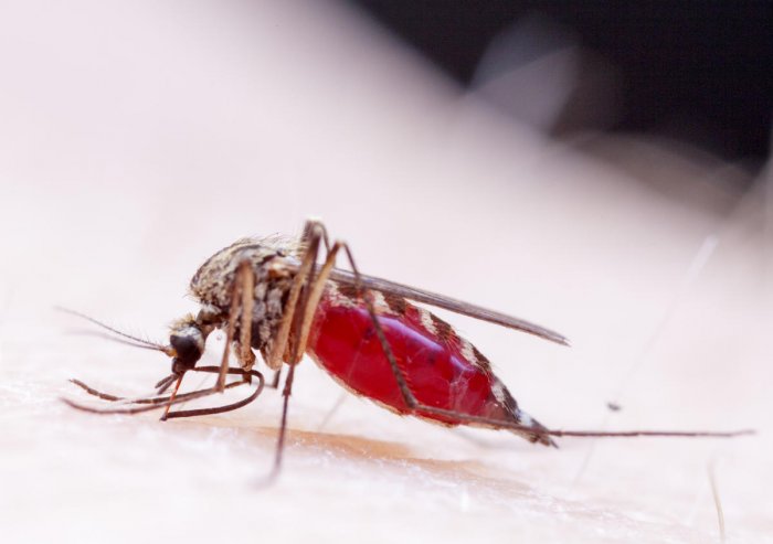 Dengue is spreading widely